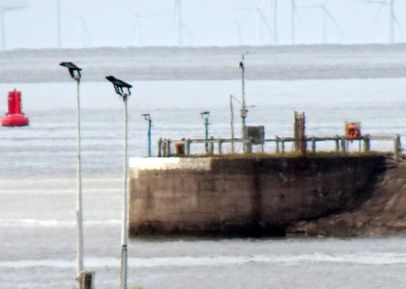 Heysham, North Pier  ( September, 2024 )