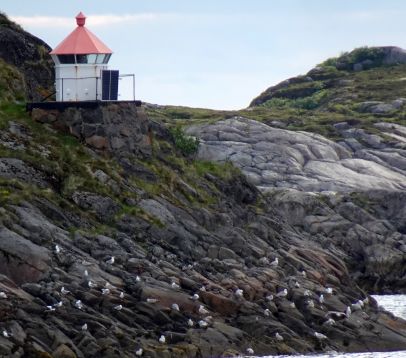 Sauøy, SW Point  ( Juni, 2026 )